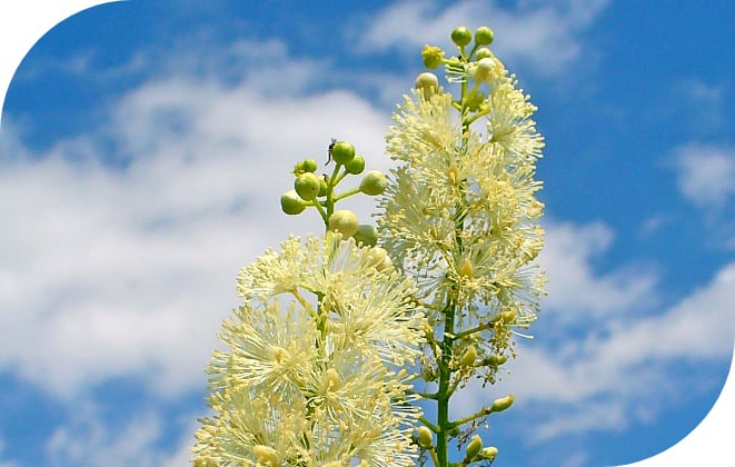 Izopropanolni izvleček (iCR) cimcifuge